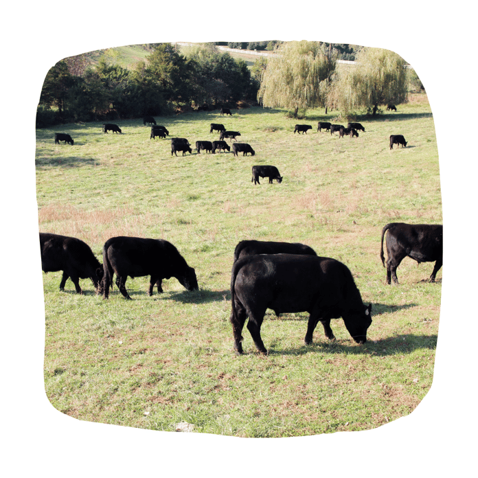 Time Cow What’s The Difference Between Grass Fed and Grass Fed Finished Beef?