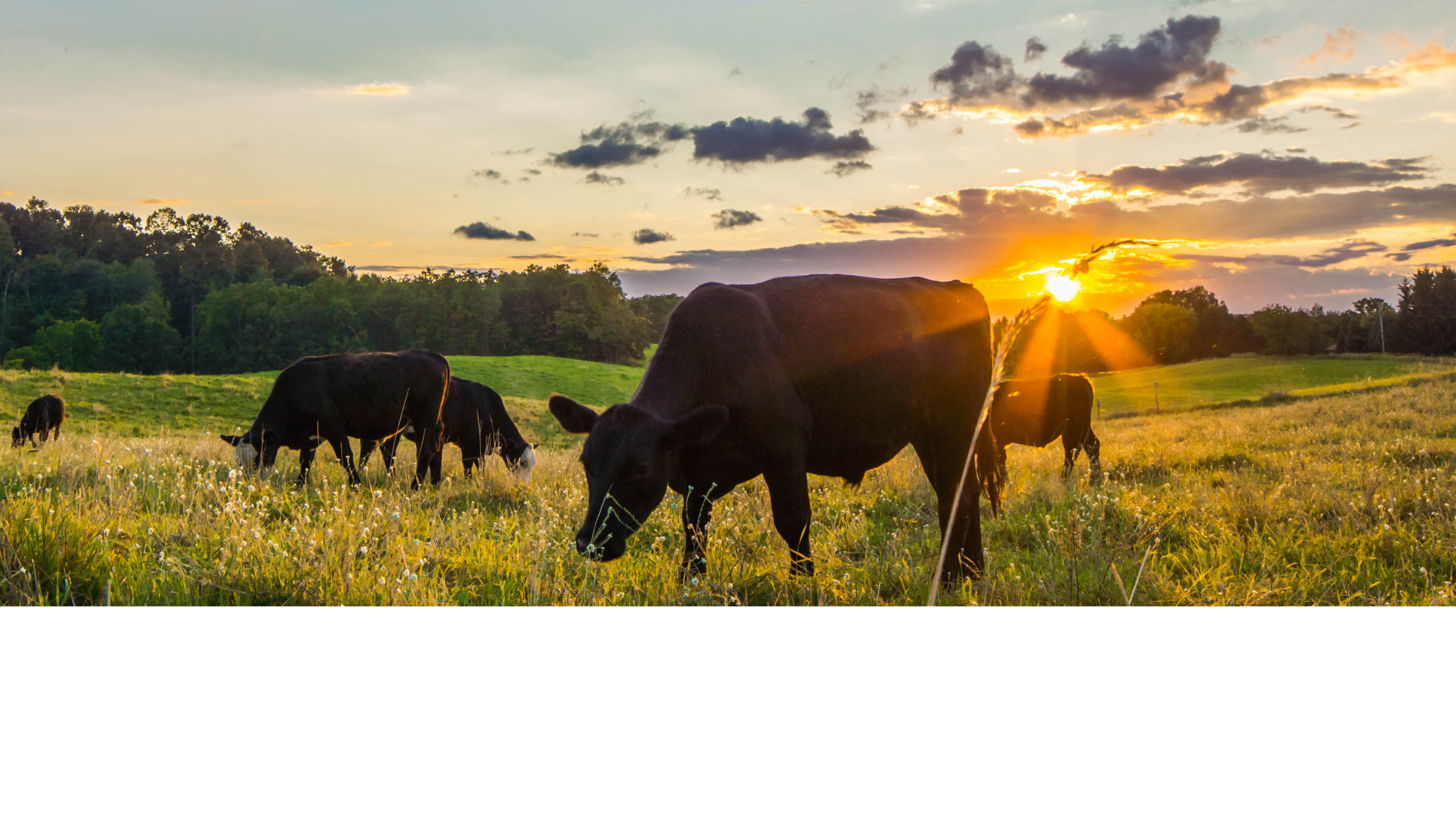 What’s The Difference Between Grass Fed and Grass Fed Finished Beef?